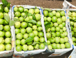 GUAVA